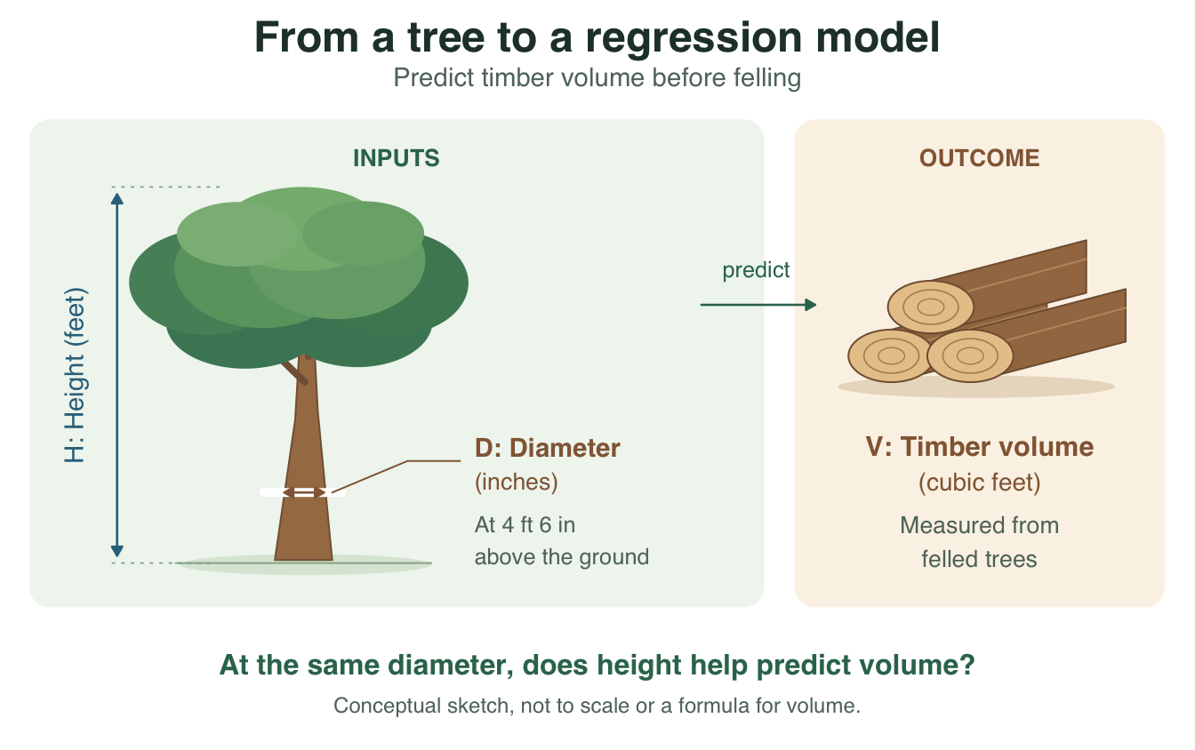 A leafy tree with arrows marking total height and trunk diameter, measured four feet six inches above the ground. An arrow labelled predict points to stacked timber representing measured volume. The question asks whether height adds information when diameter is known.